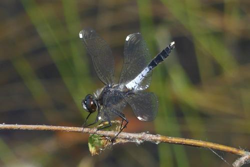 Réf. 183 448 : Leucorrhinia caudalis